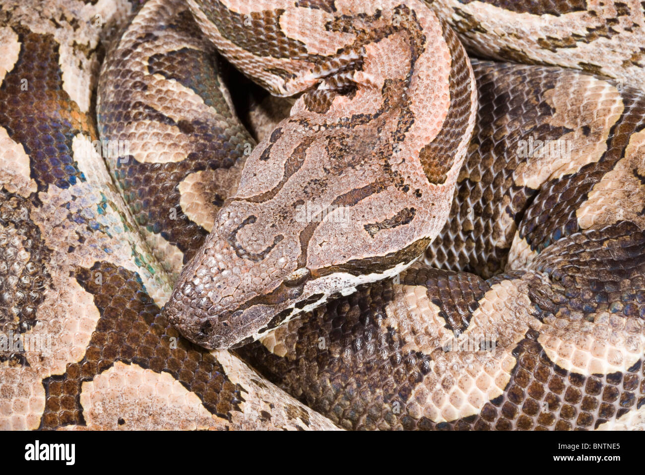 Le Boa Dumeril Boa (dumerilli). Des profils de sol de la forêt. Portrait. Banque D'Images