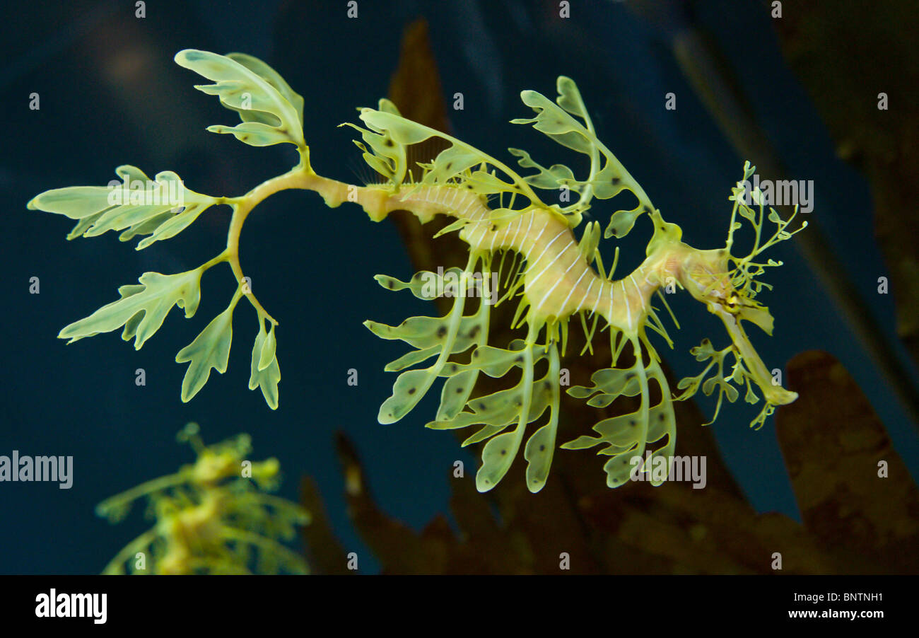 Un dragon de mer feuillu à l'Aquarium de la baie de Monterey en Californie Banque D'Images