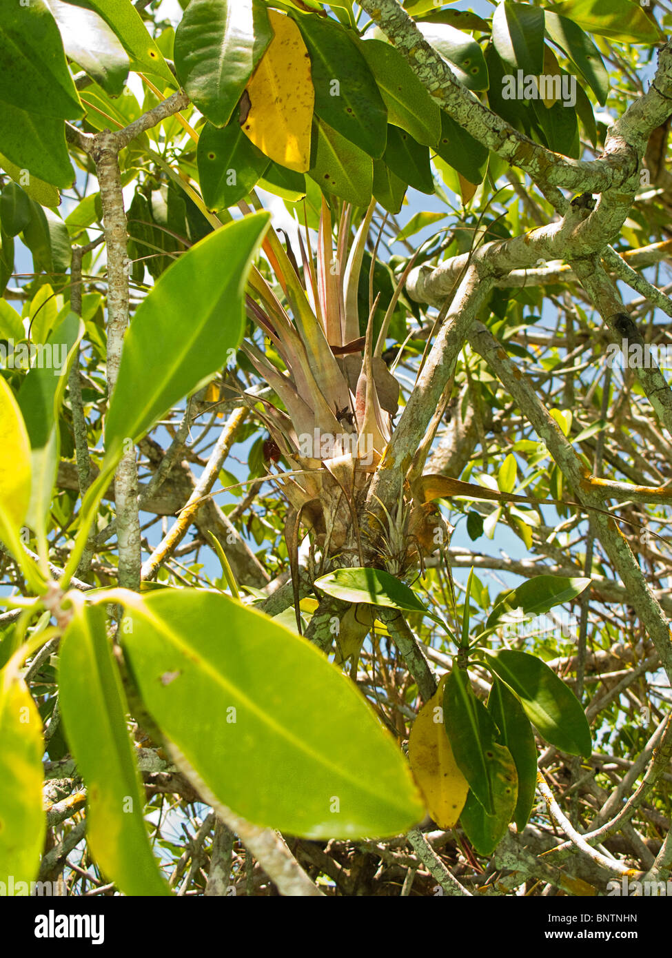 L'air se trouve dans l'usine de broméliacées enchevêtrement de racines de mangroves dans un canal sur la péninsule du Yucatan du Mexique Banque D'Images