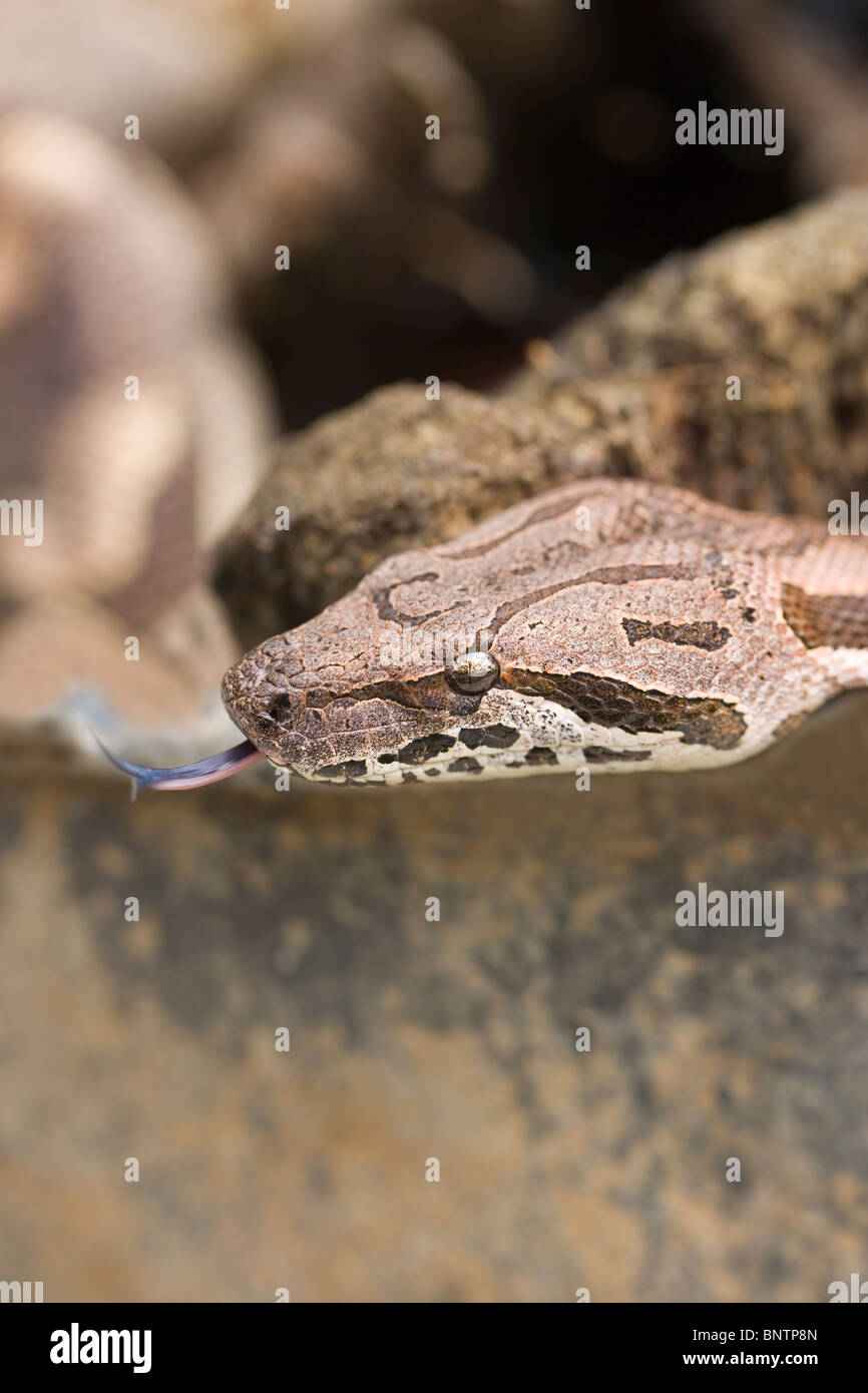 Le Boa Dumeril Boa (dumerilli). Close up of head montrant marques distinctives sur la peau. Portrait. Étendue de la langue. Banque D'Images