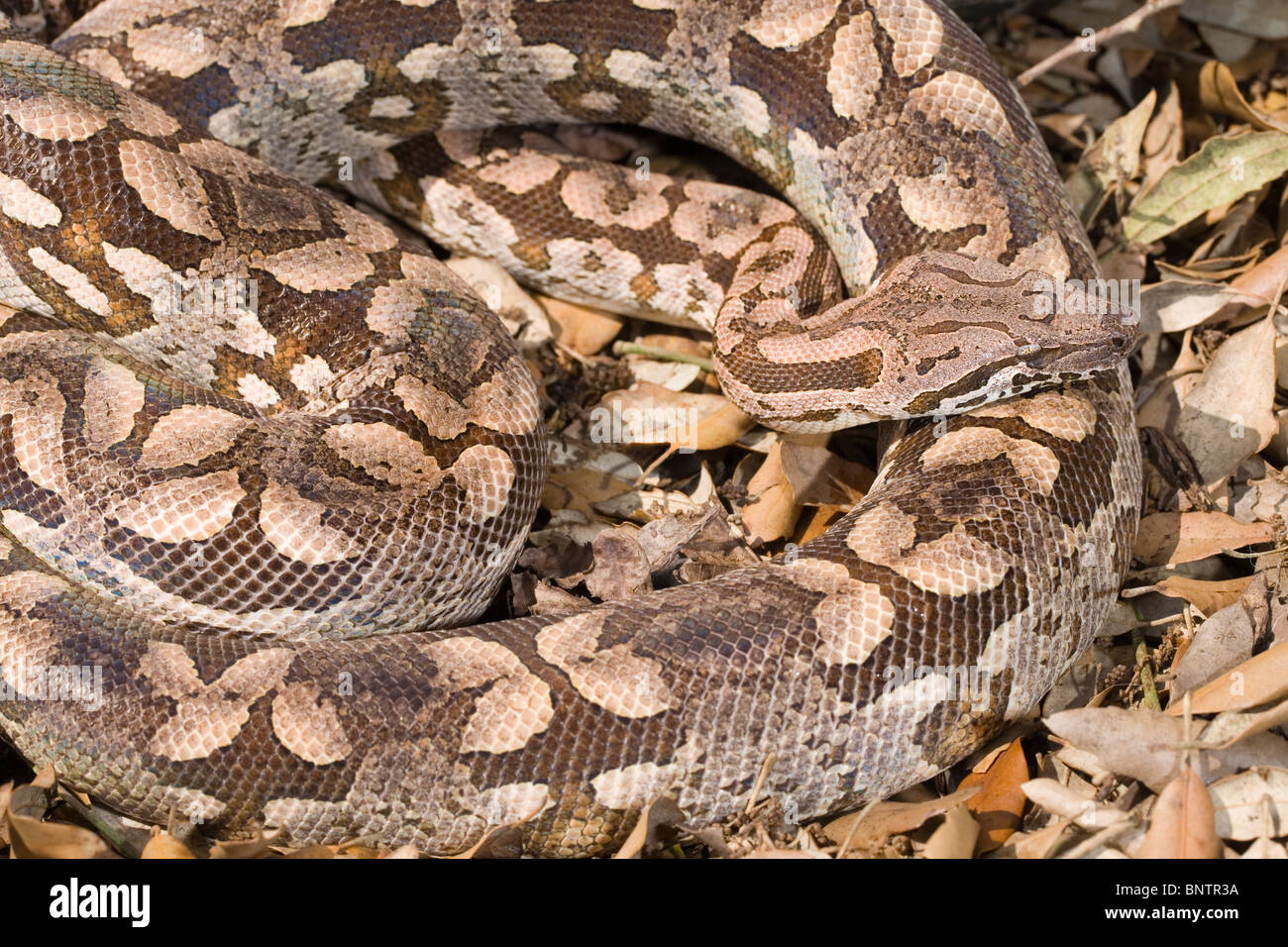 Le Boa Dumeril Boa (dumerilli). Des profils de sol de la forêt. Banque D'Images