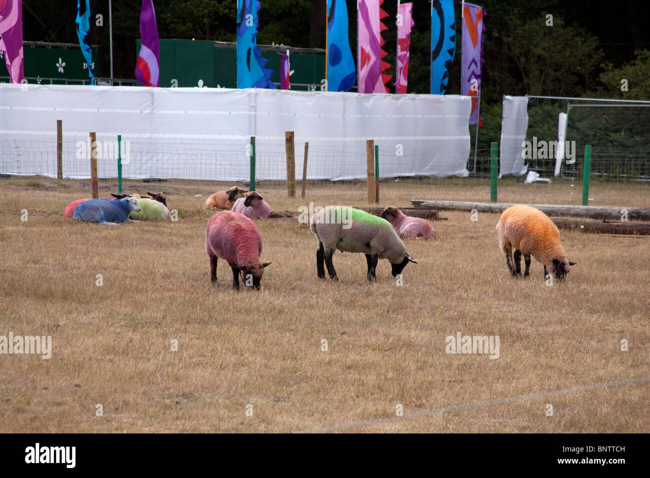 Moutons teints à la latitude Festival 2010, Southwold, Suffolk, United, Royaume. Banque D'Images