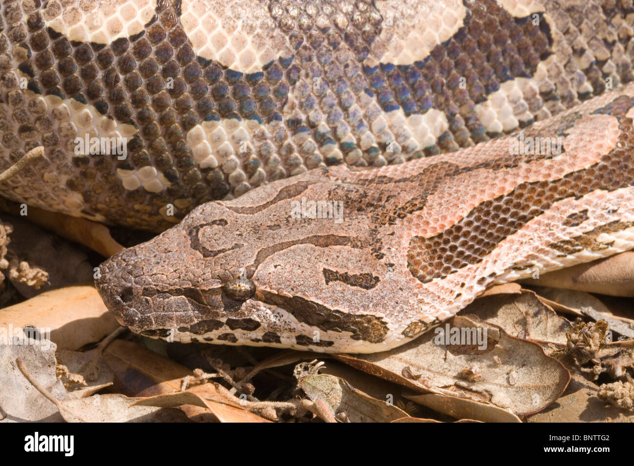 Le Boa Dumeril Boa (dumerilli). Des profils de sol de la forêt. Les marquages de la tête et du corps. Close up sur sol de la forêt. Madagascar. Banque D'Images