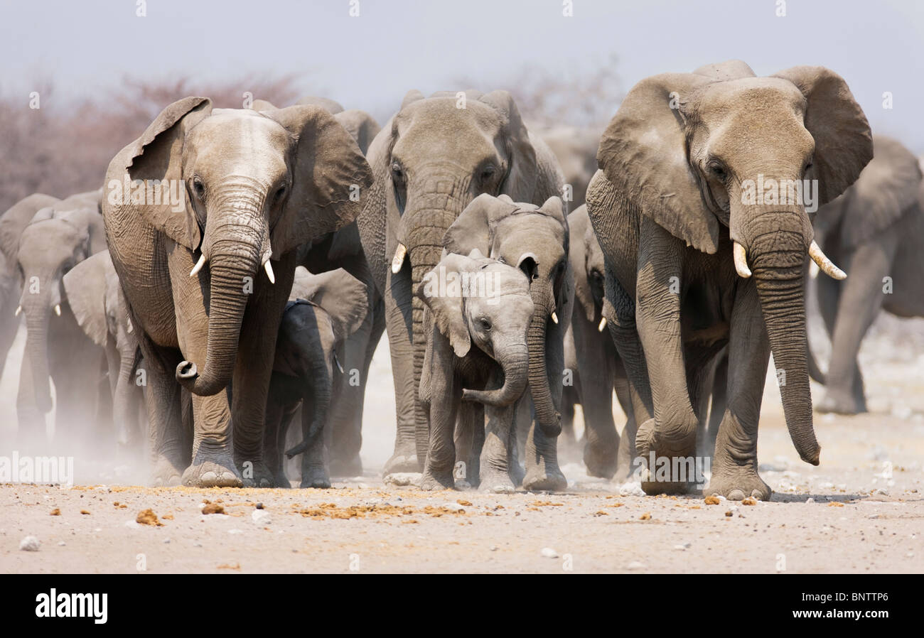 Grand troupeau d'éléphants s'approchant plus de la plaines poussiéreuses de l'Etosha National Park Banque D'Images