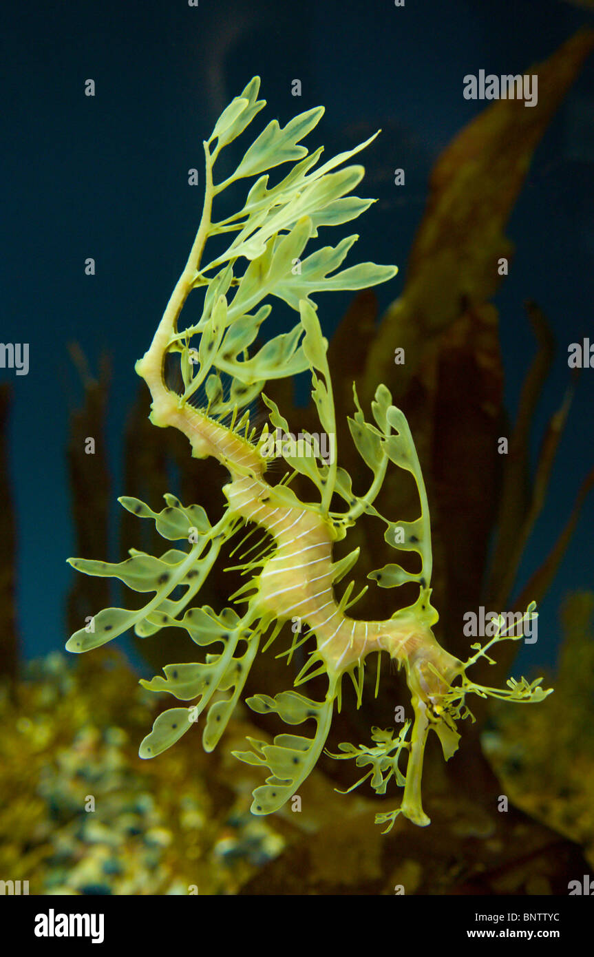 Un dragon de mer feuillu à l'Aquarium de la baie de Monterey en Californie Banque D'Images
