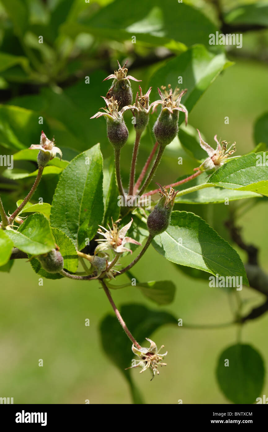 La formation de fruits sur une pomme Golden Delicious arbre après la chute des pétales. Banque D'Images