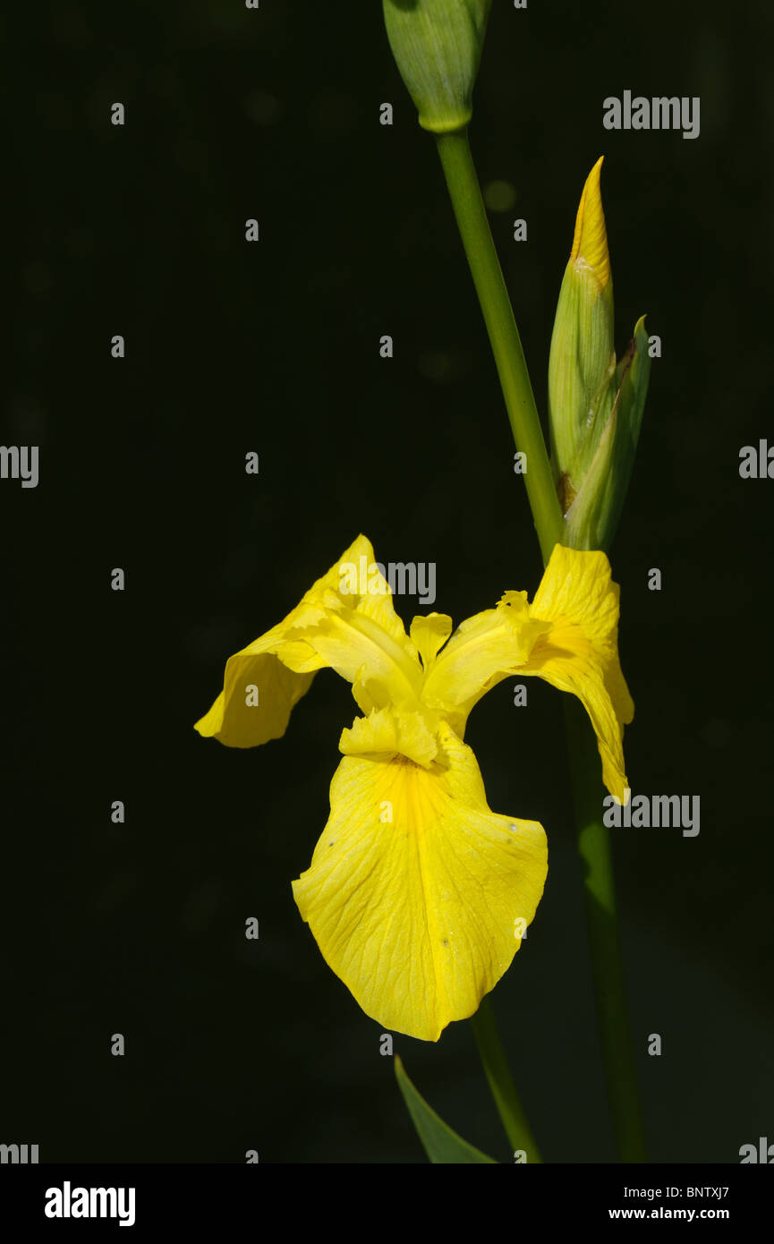 Iris pseudacorus iris (fleurs) contre le fond sombre oif un étang de jardin Banque D'Images