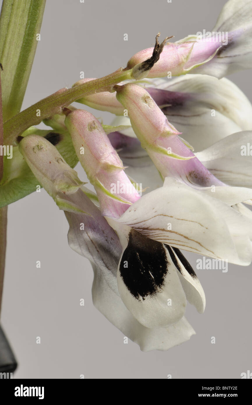 Trous de la base d'une fleur de fève faites par les bourdons accéder à nectar Banque D'Images