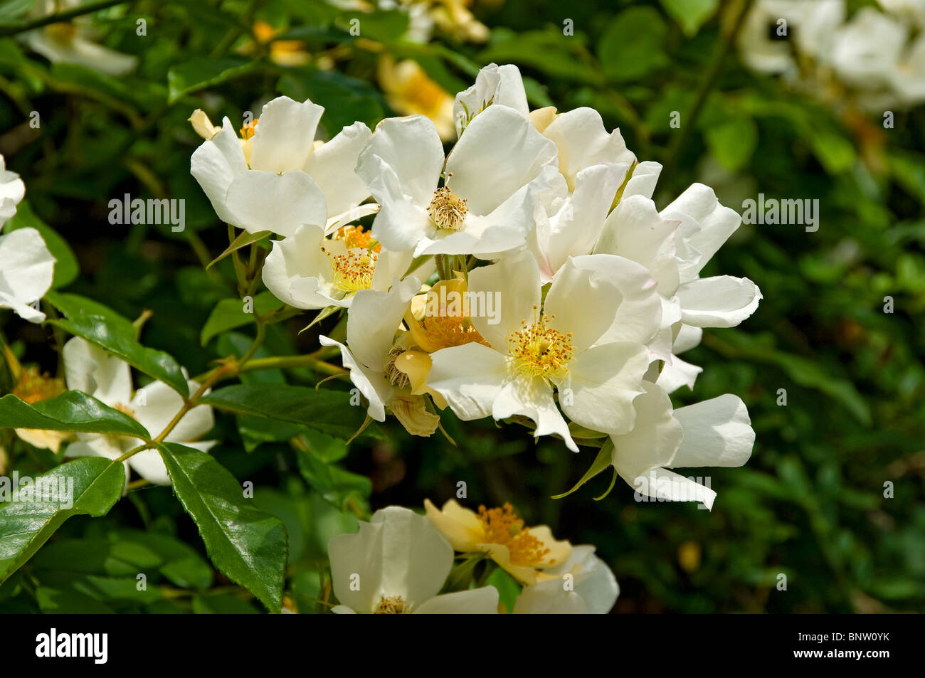 Gros plan de fleurs blanches grimpant roses roses Floraison de mariage en  été Angleterre Royaume-Uni GB Grande-Bretagne Photo Stock - Alamy