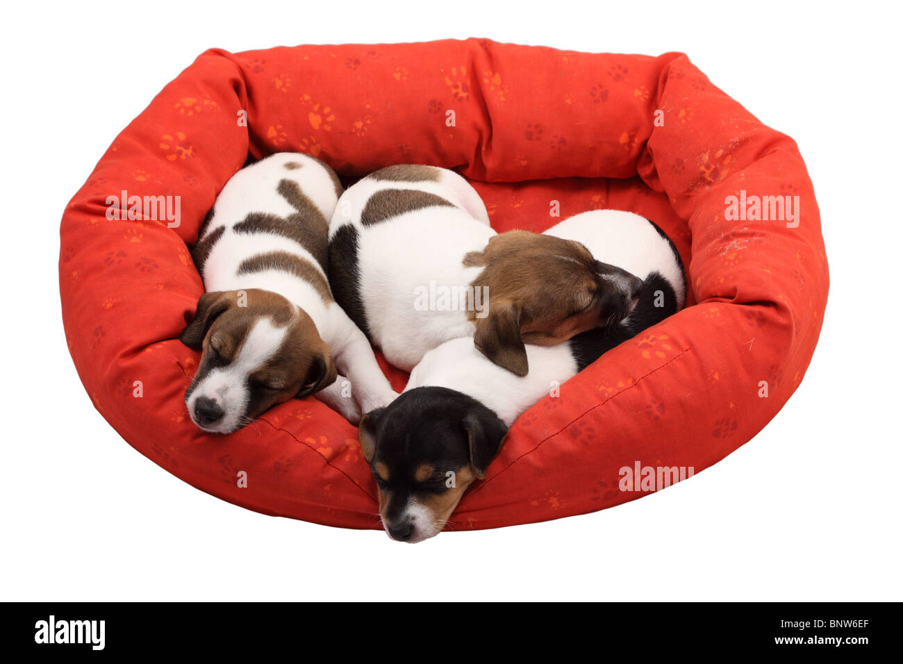 Jack Russel Terrier Chiots Dormir Dans Leur Lit Bebe Plus Isole Sur Fond Blanc Photo Stock Alamy