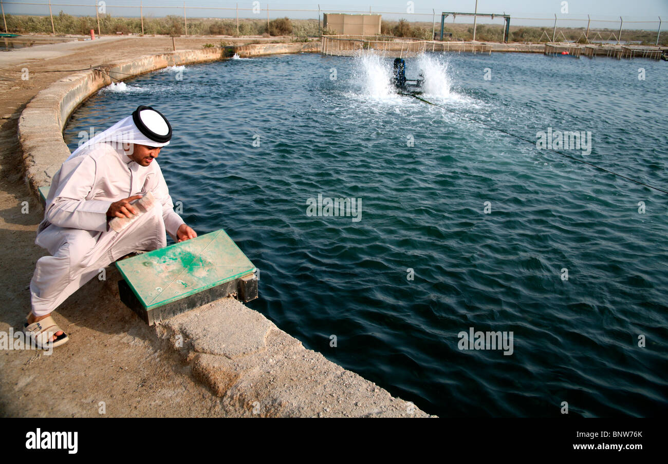 Umm al Quwain Marine Research Centre, aquarium de reproduction de poissons, eau Banque D'Images