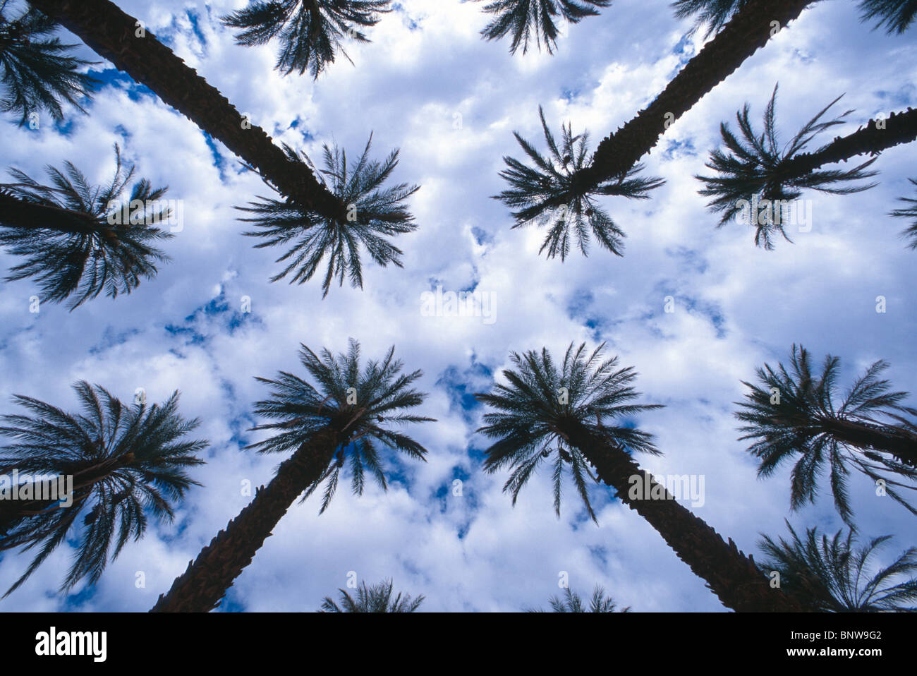 Date palm tree grove, Furnace Creek, la Death Valley, Californie, USA. Banque D'Images