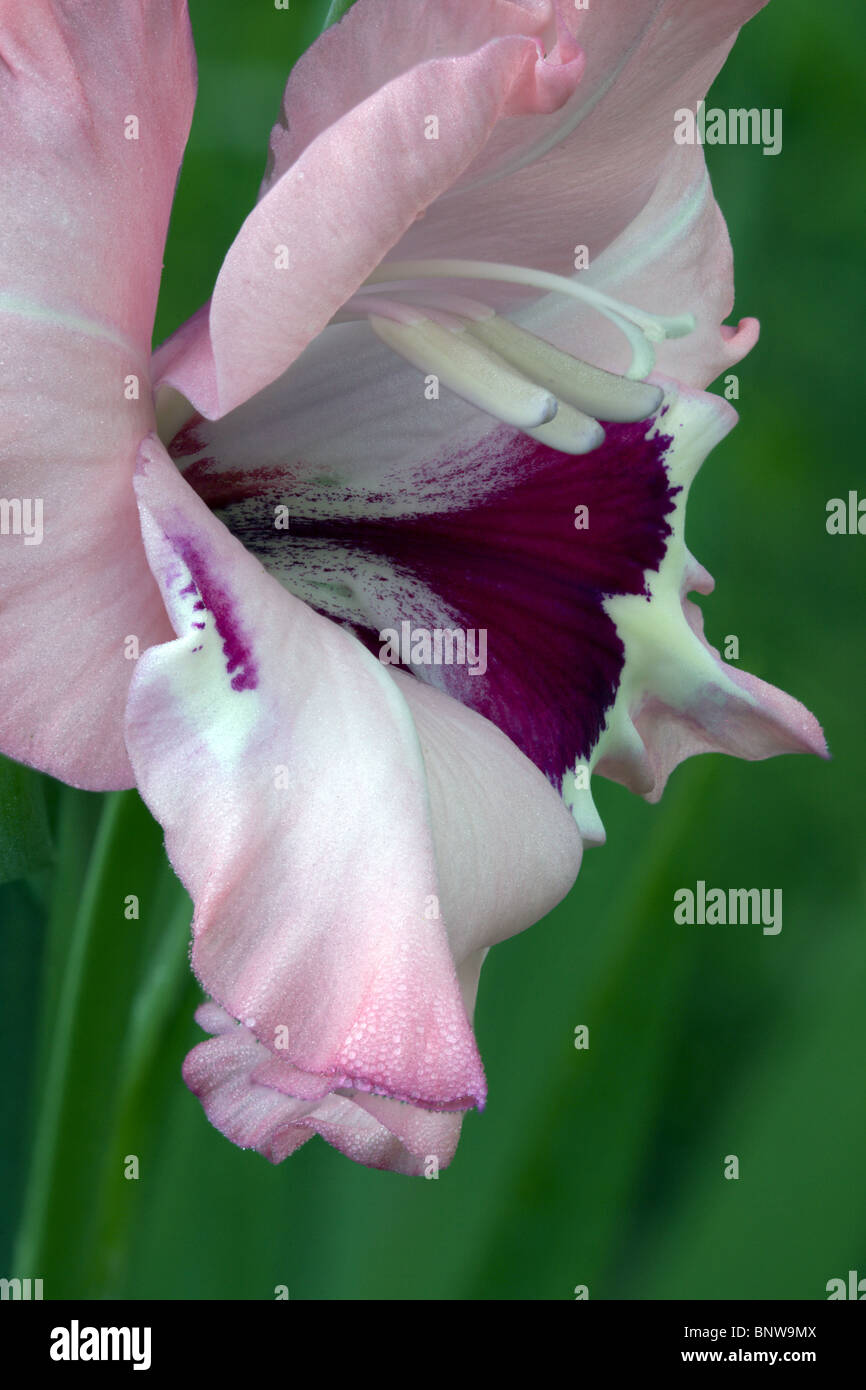 Glaïeul fleurs pétales close-up contre le fond sombre floue Banque D'Images