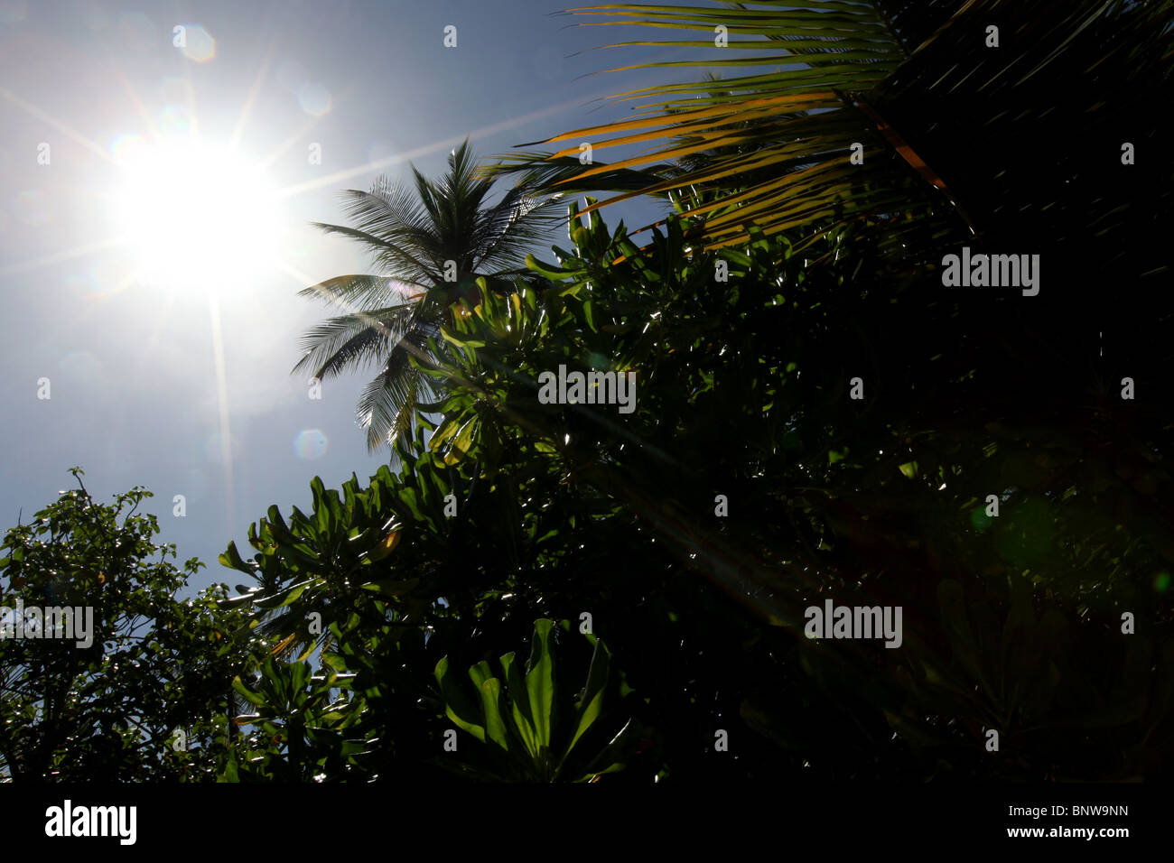 Le soleil brille plus de feuillage sur le paradis de voyage de noces destination de Meeru Island Resort, Maldives, l'Asie Banque D'Images