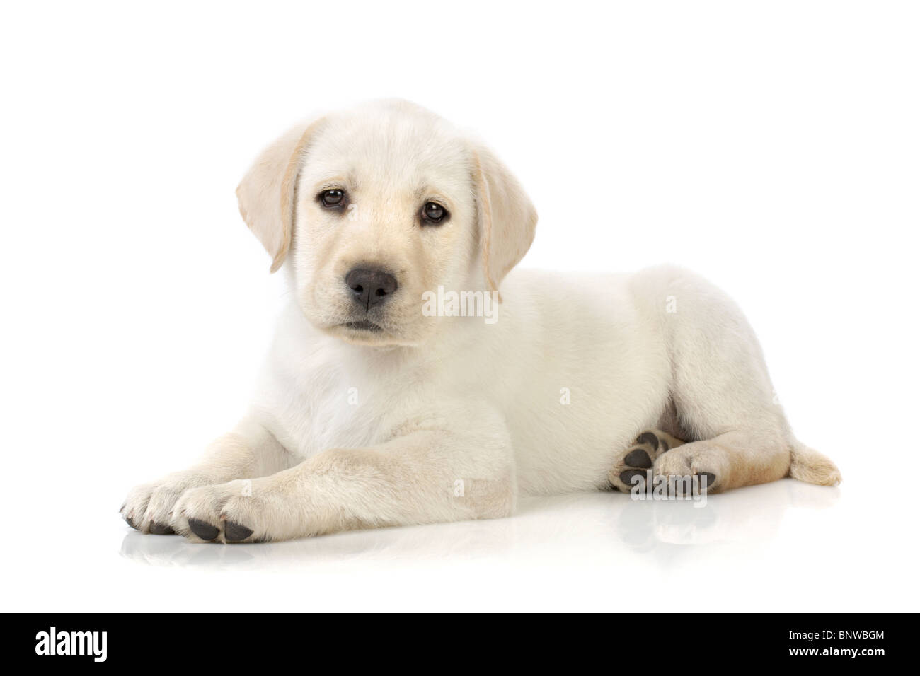 Adorable Labrador retriever chiot Banque D'Images