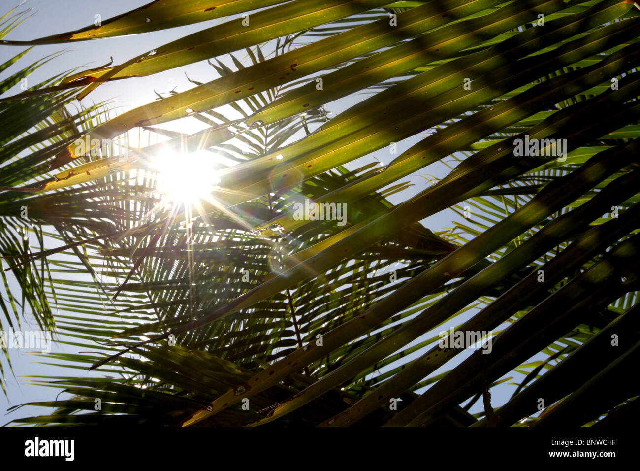 Soleil brille à travers le feuillage paradise destination de Meeru Island Resort, Maldives, l'Asie Banque D'Images