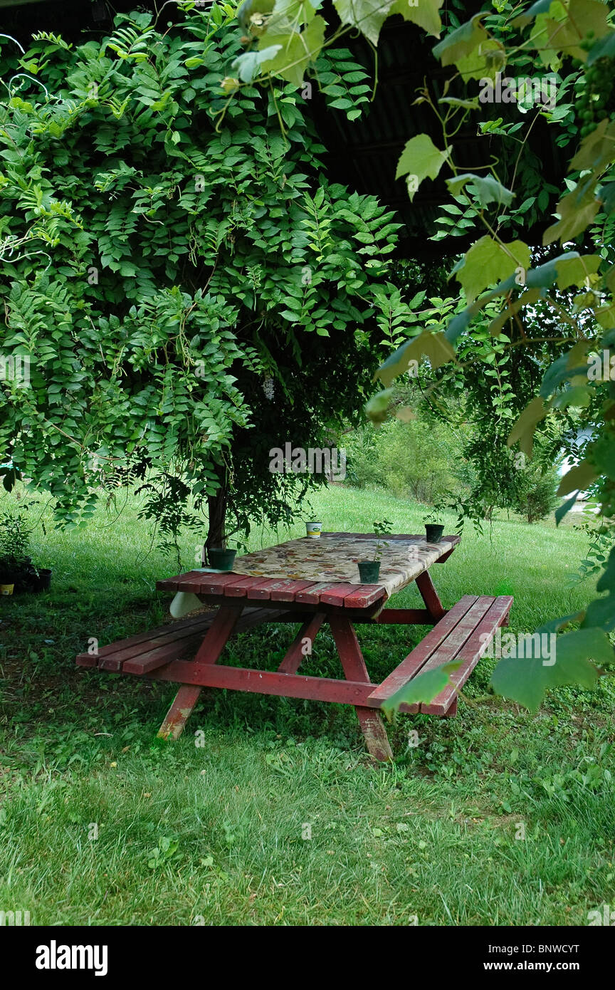 Table de pique-nique under tree Banque D'Images