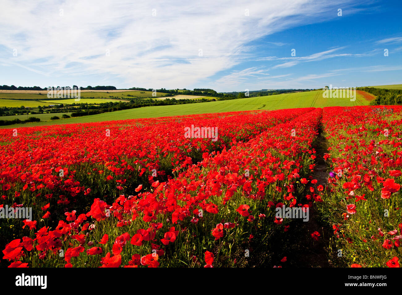 Des champs de pavot en soleil sur la Marlborough Downs, Wiltshire, England, UK Banque D'Images