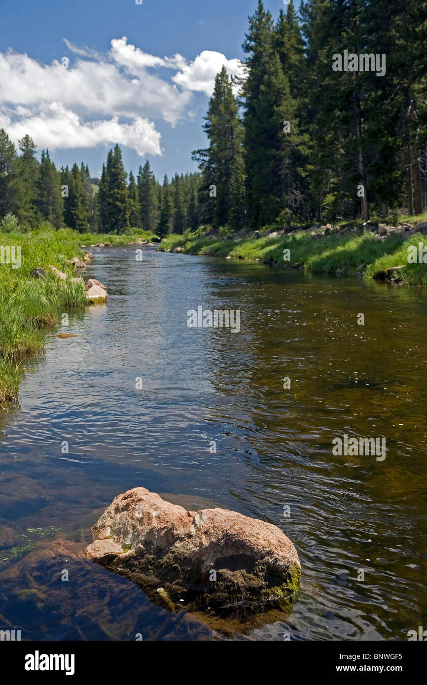 Dans la rivière Bighorn Bighorn National Forest, Wyoming Banque D'Images