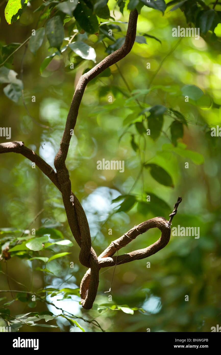 Twisted liana détail dans la forêt tropicale d'Asie, selective focus Banque D'Images