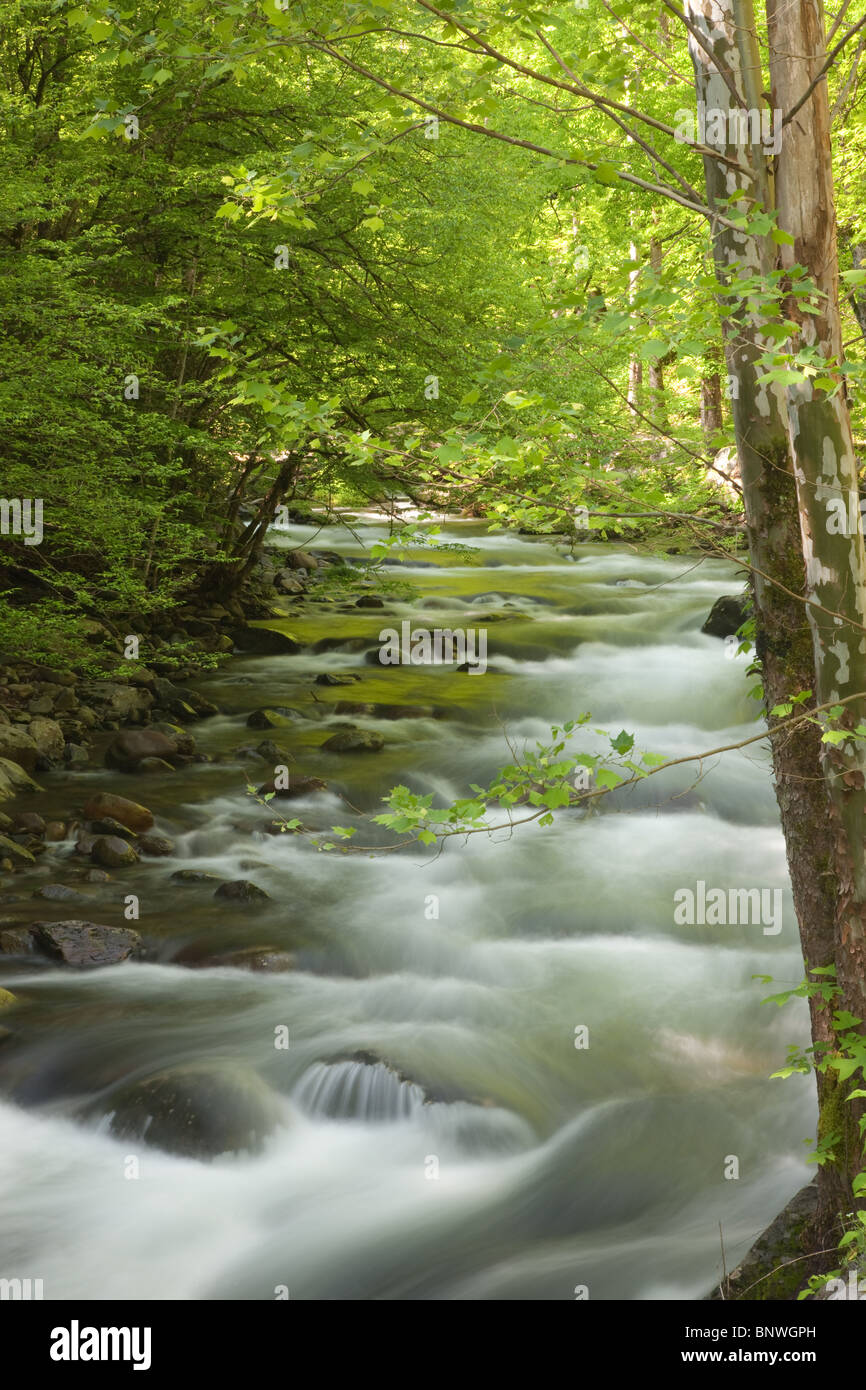 Cascades de printemps sur la Terre du Milieu dans la rivière Little Great Smoky Mountains National Park, USA. Banque D'Images