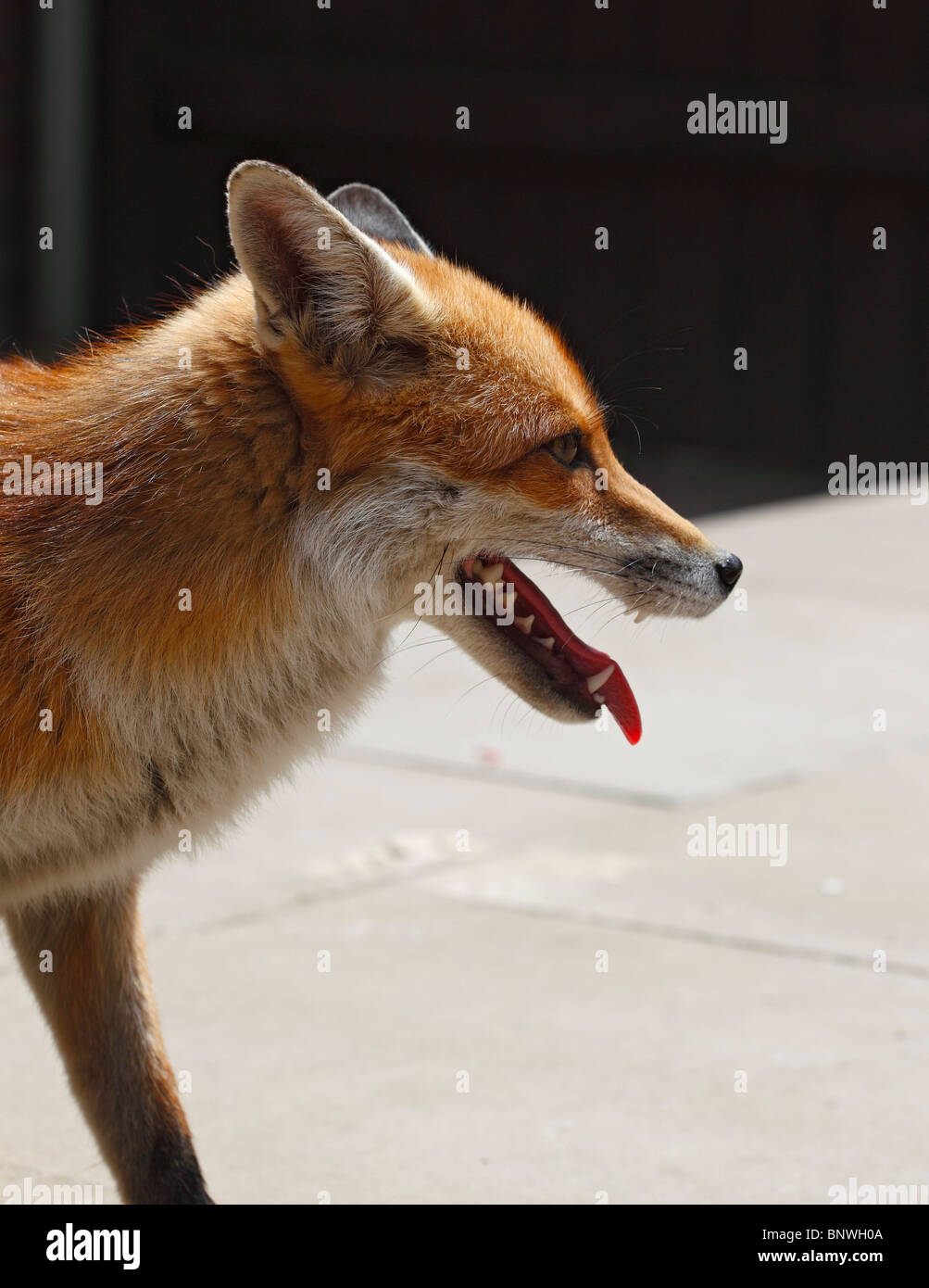 Le renard roux (Vulpes vulpes) vixen dans cour arrière Banque D'Images