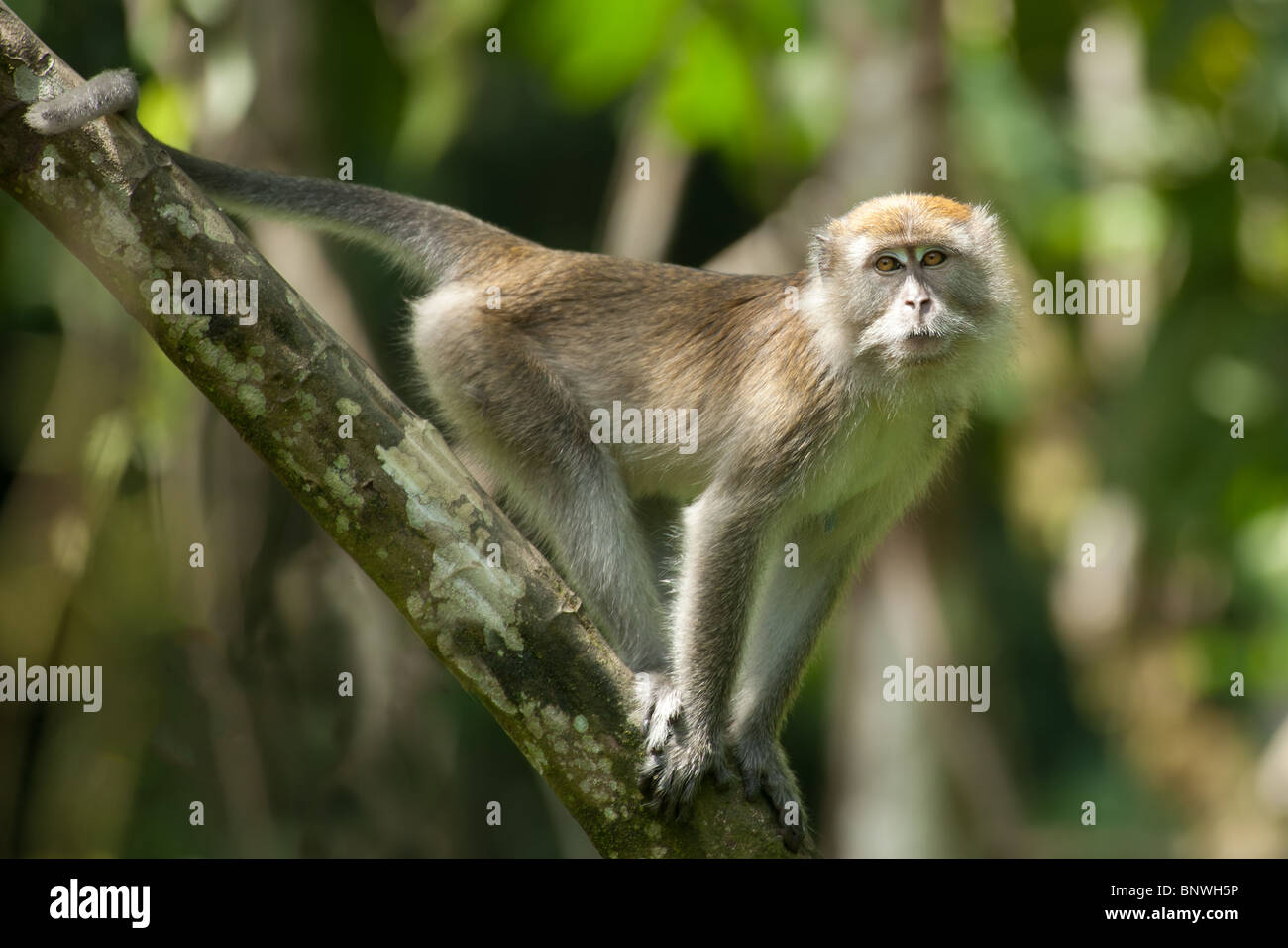 Macaque à longue queue en forêt tropicale looking at camera Banque D'Images Macaque à longue queue en forêt tropicale looking at camera Banque D'Images