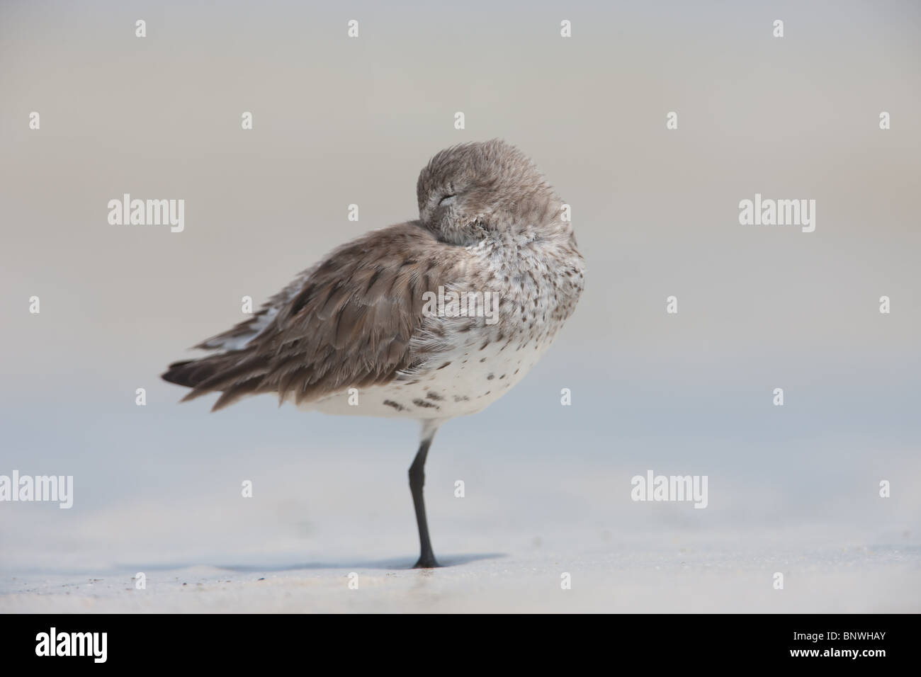 Le Bécasseau variable (Calidris alpina) dormir sur la plage Banque D'Images