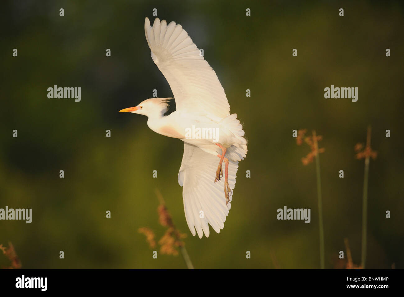 Héron garde-boeufs (Bubulcus ibis), adulte en vol, Fennessey Ranch, Refugio, Coastal Bend, la côte du Texas, USA Banque D'Images