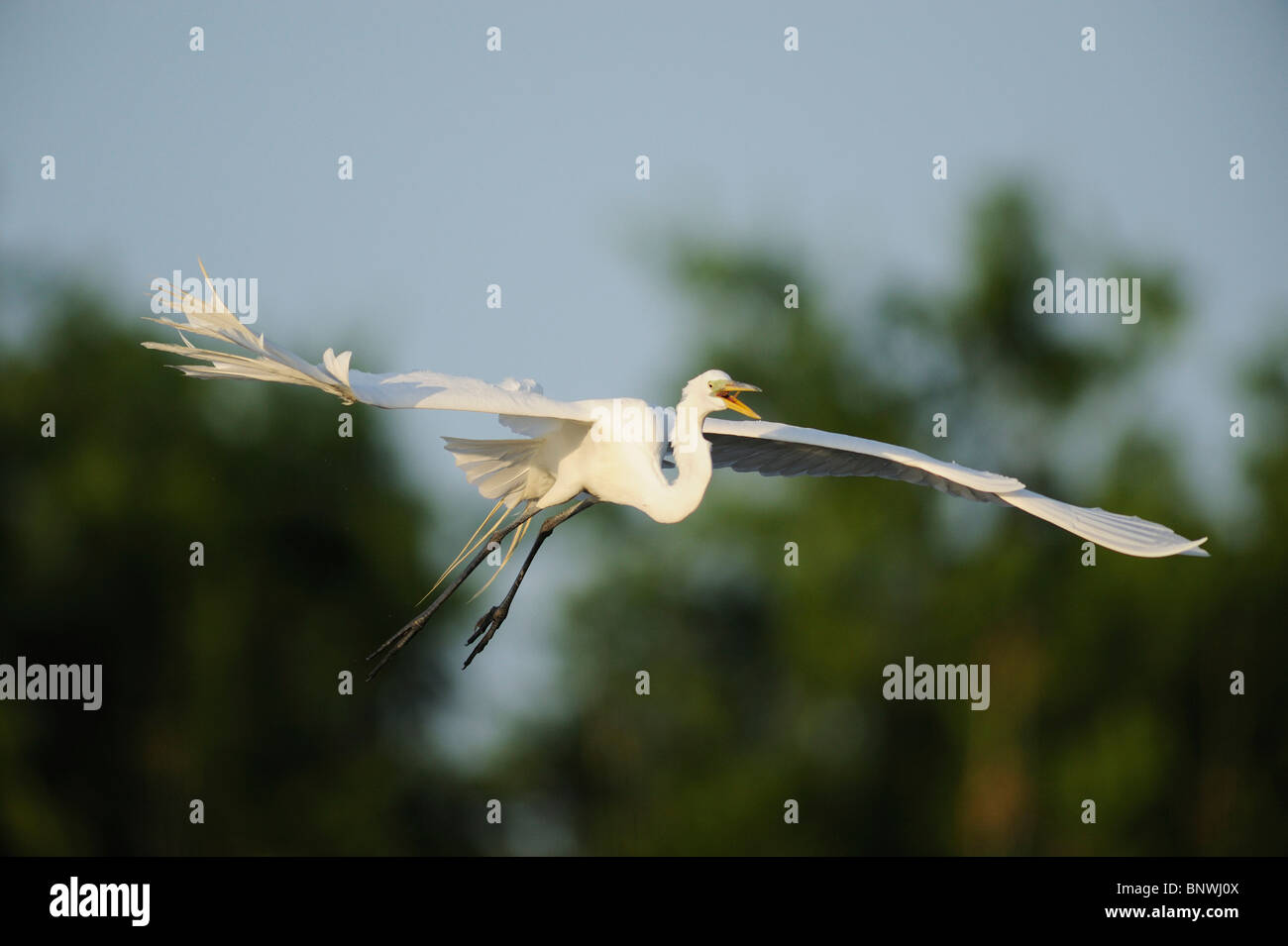 Grande Aigrette (Ardea alba), des profils de vol, Fennessey Ranch, Refugio, Coastal Bend, Texas, USA côte Banque D'Images