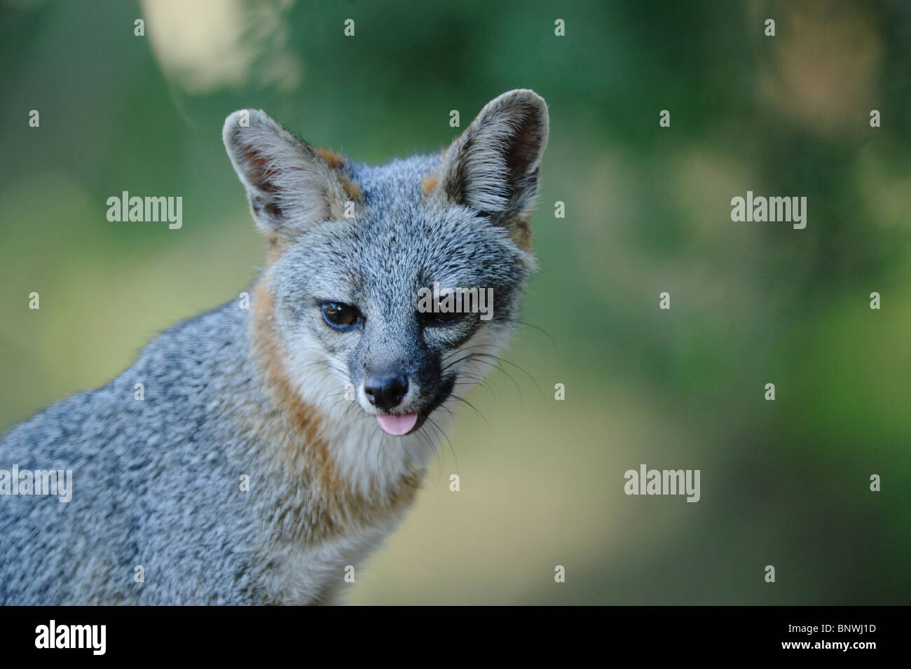 Le renard gris (Urocyon cinereoargenteus), adulte, New Braunfels, San Antonio, Texas Hill Country, Centre, France Banque D'Images