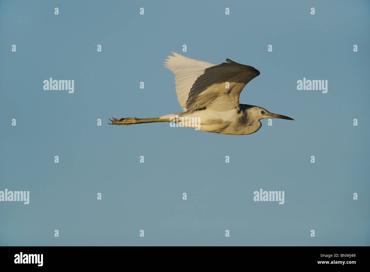 Little Blue Heron (Egretta caerulea), immature en vol , Fennessey Ranch, Refugio, Coastal Bend, Texas, USA côte Banque D'Images