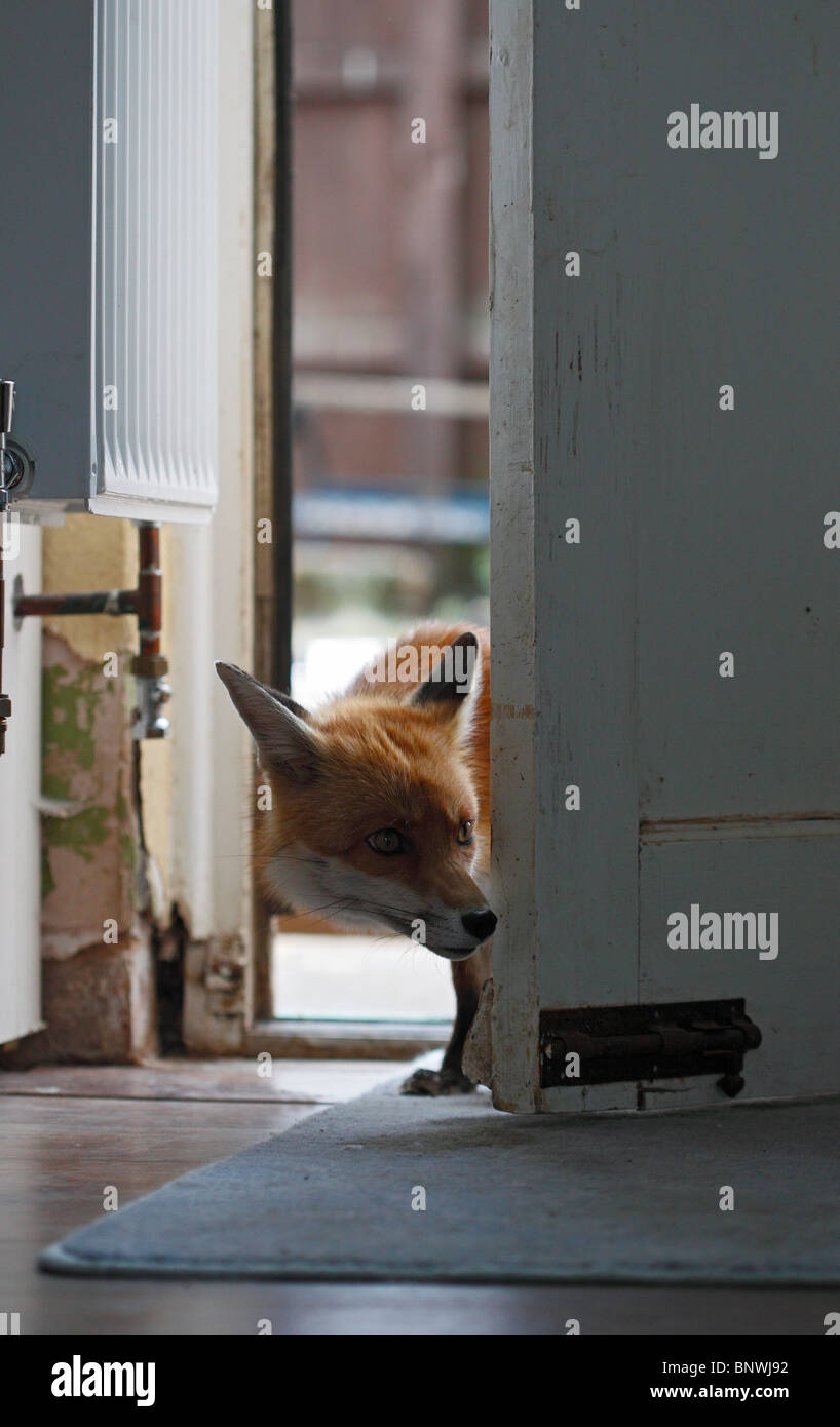 Le renard roux (Vulpes vulpes) vixen par porte arrière Banque D'Images