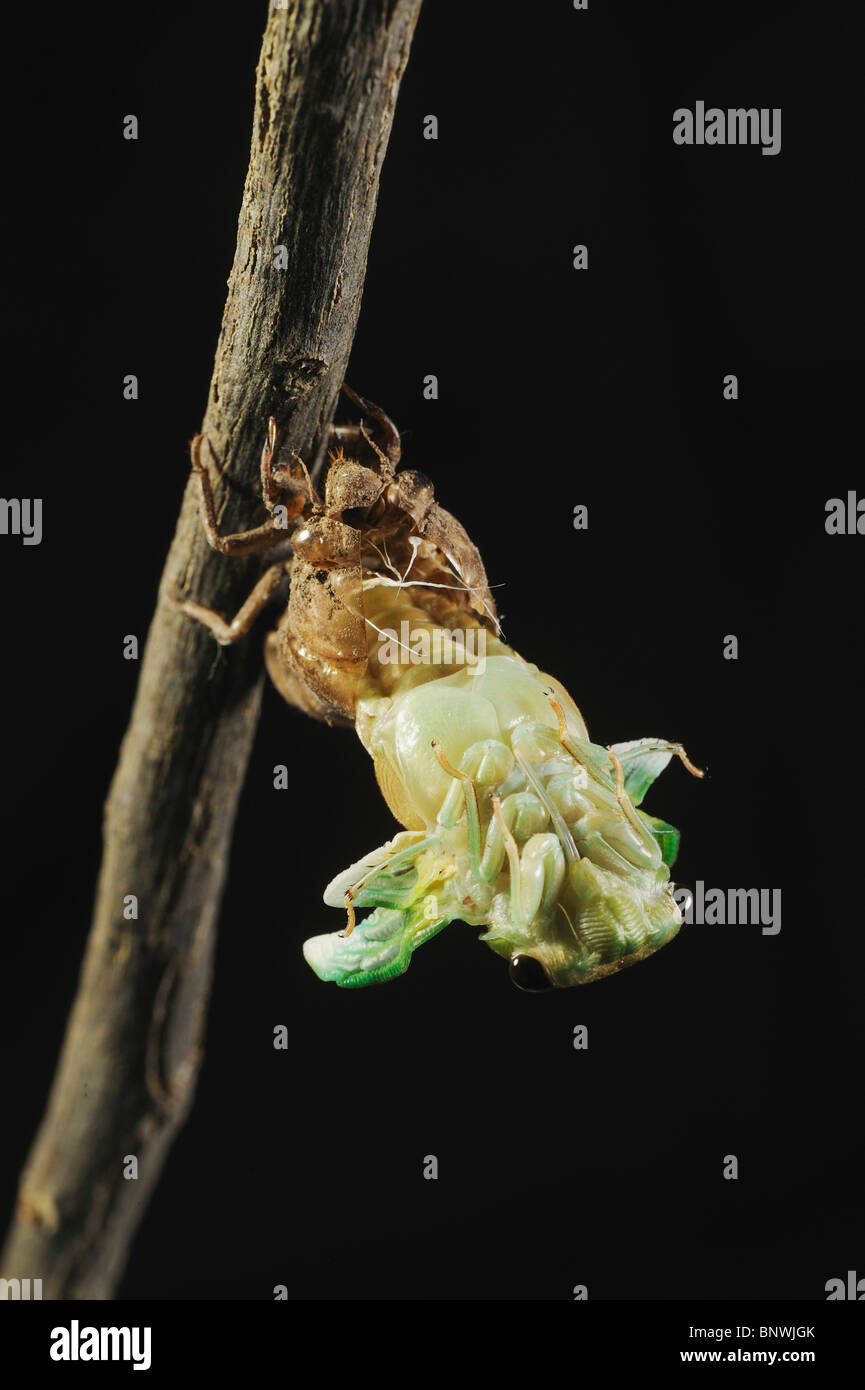 Cigale verte superbe (Tibicen superba), des profils qui sortent de la peau de nymphe, New Braunfels, San Antonio, Texas Hill Country, centrale Banque D'Images