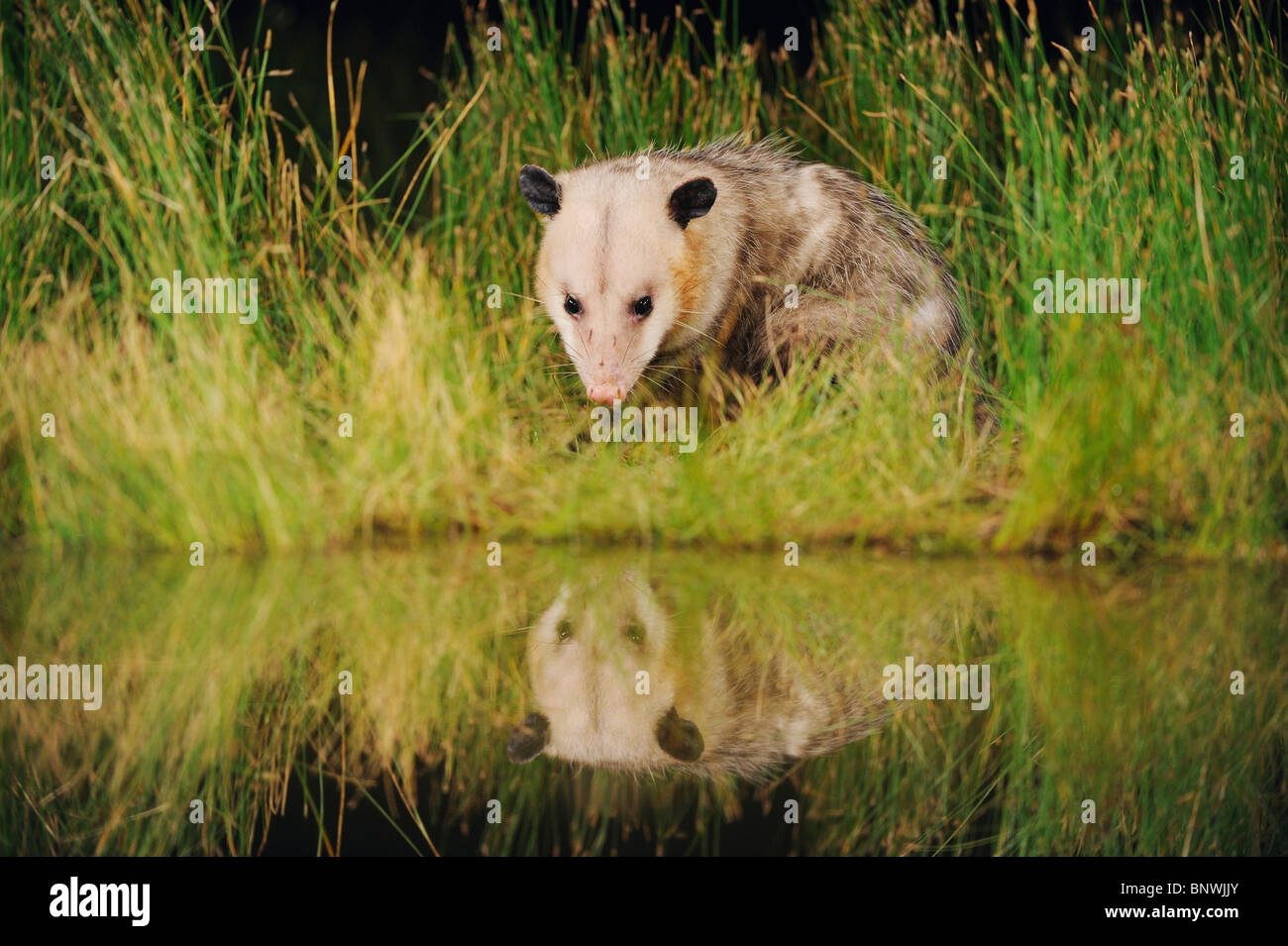 L'Opossum de Virginie (Didelphis virginiana), boire de l'eau adultes lac des terres humides, Fennessey Ranch, Refugio, Coastal Bend, Texas Banque D'Images
