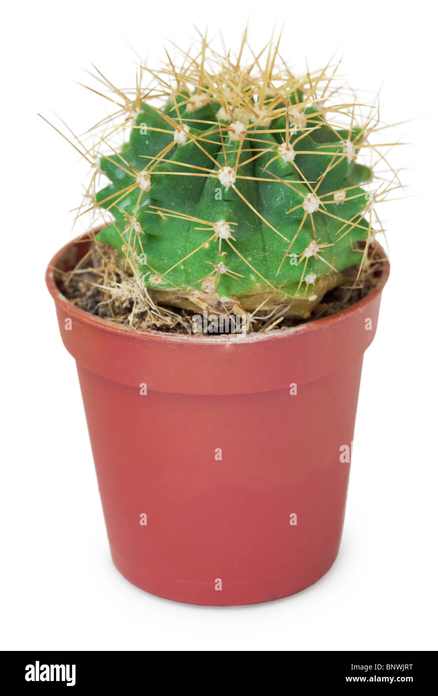Le petit cactus rond dans un pot brun Banque D'Images