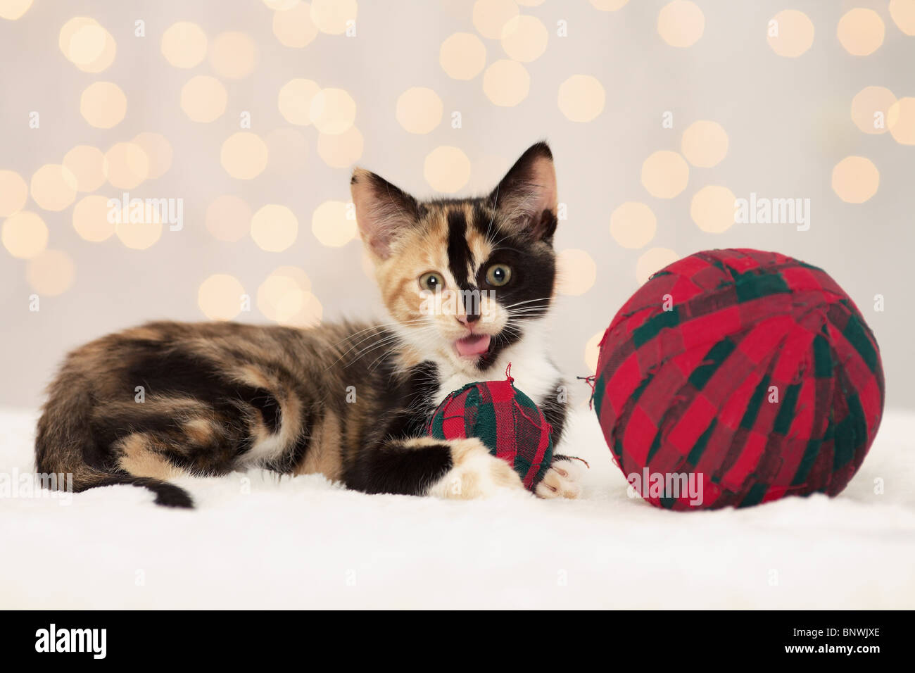 Chaton de vacances Banque D'Images