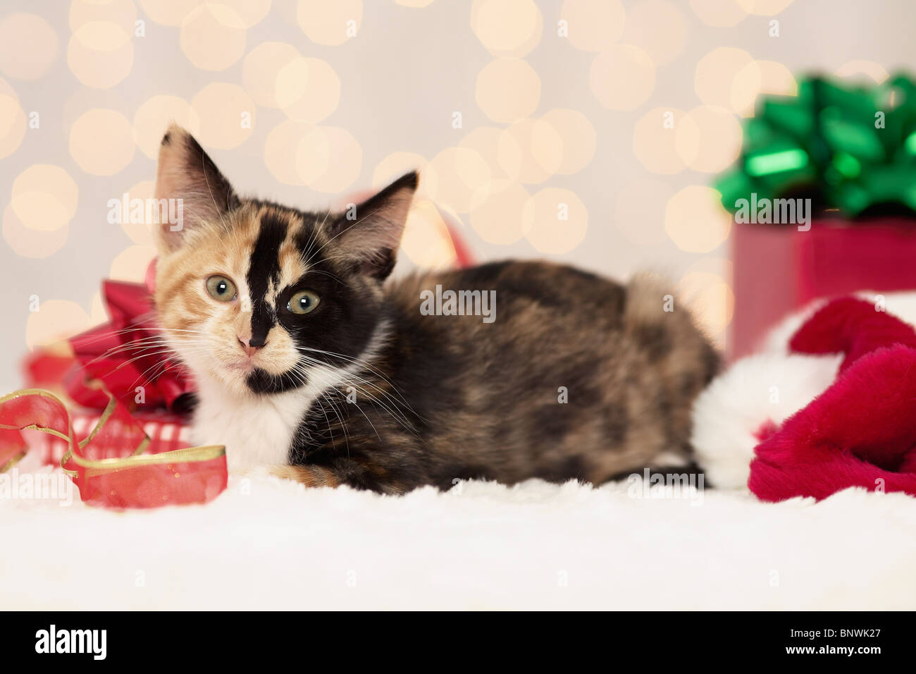 Chaton de vacances Banque D'Images