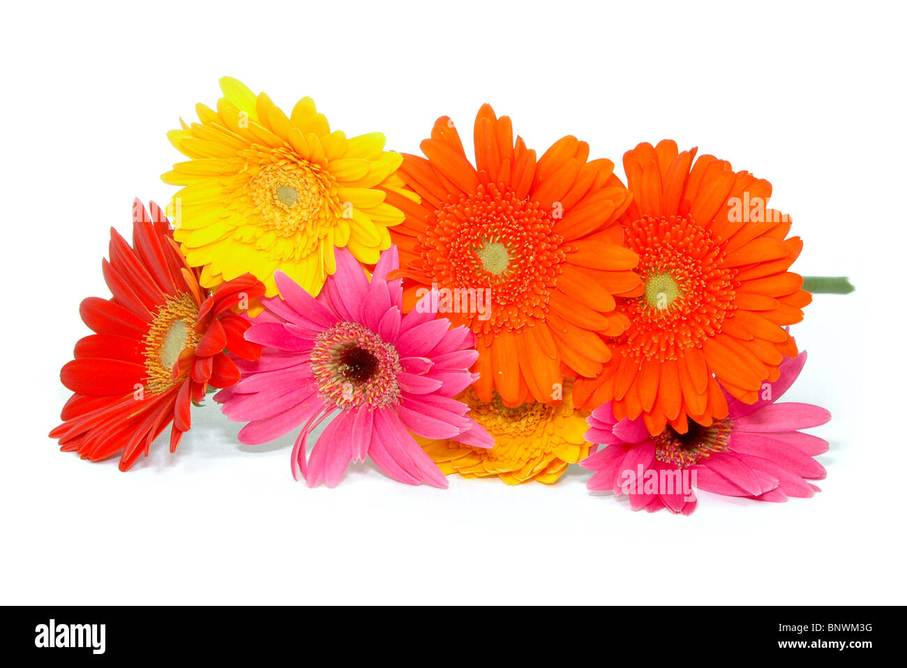 Bouquet de marguerites sur fond blanc. Banque D'Images