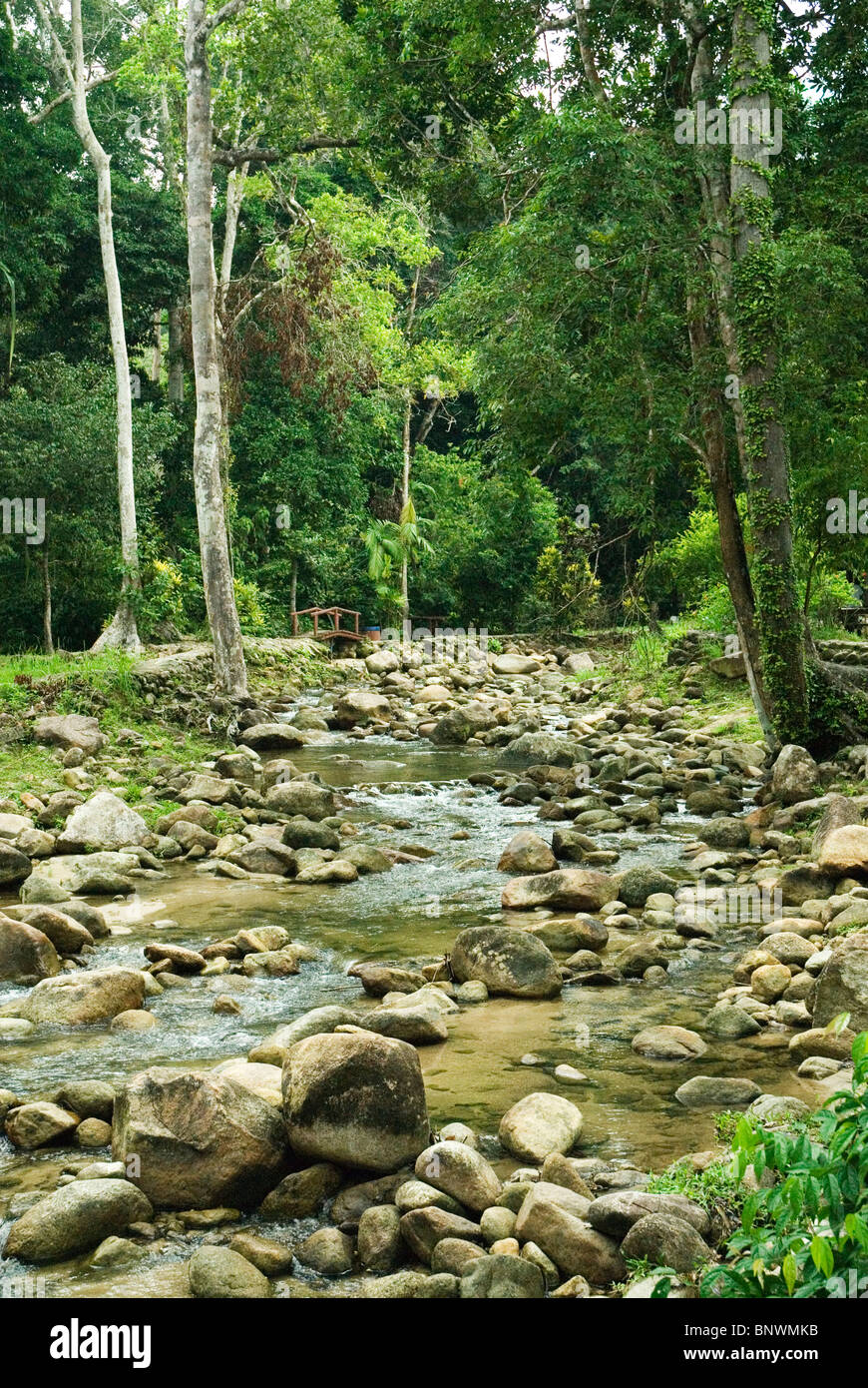 Rainforest près de Langkawi Banque D'Images