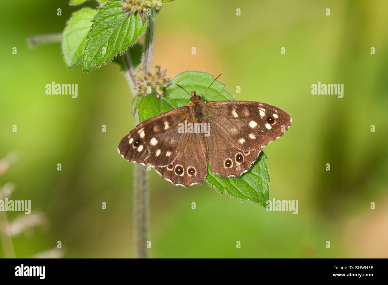 Bois Pararge aegeria mouchetée papillon adulte Banque D'Images