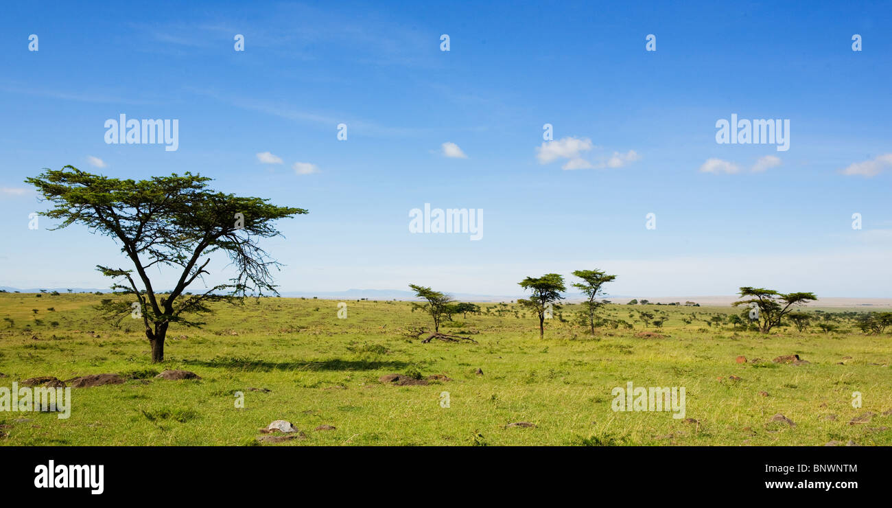Arbres sur la plaine de Masai Mara au Kenya Banque D'Images