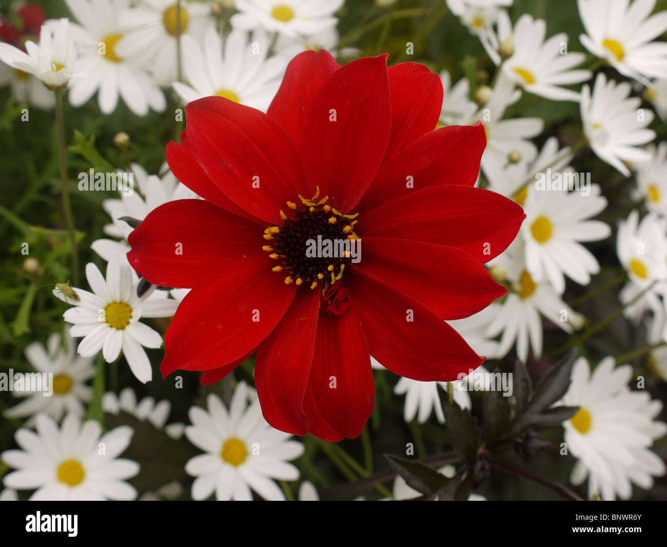 Évêque de Llandaff Dalia rouge fleur en Chenies Manor House Garden, Bucks, Royaume-Uni Banque D'Images