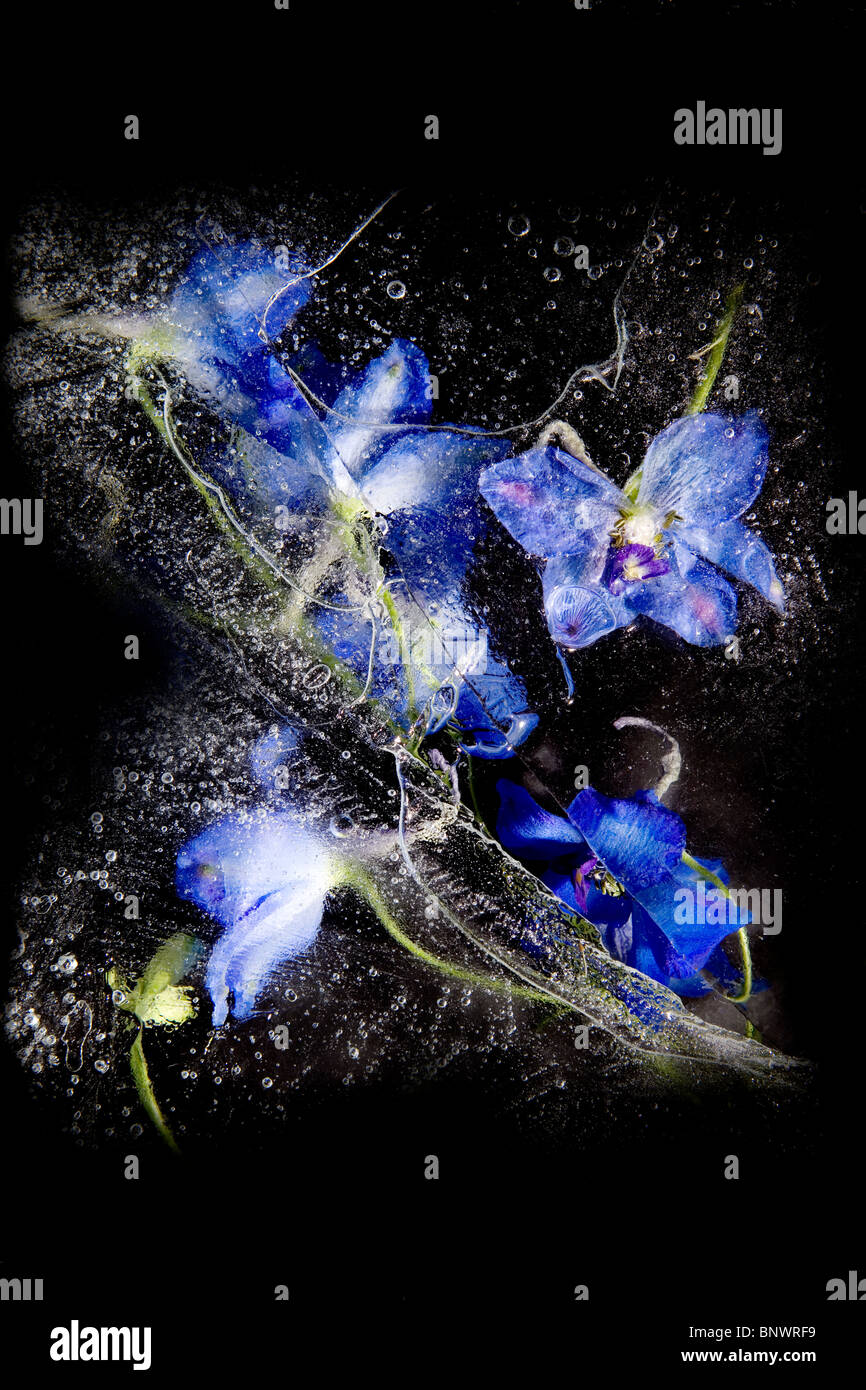 Fleurs bleu pris dans la glace Banque D'Images