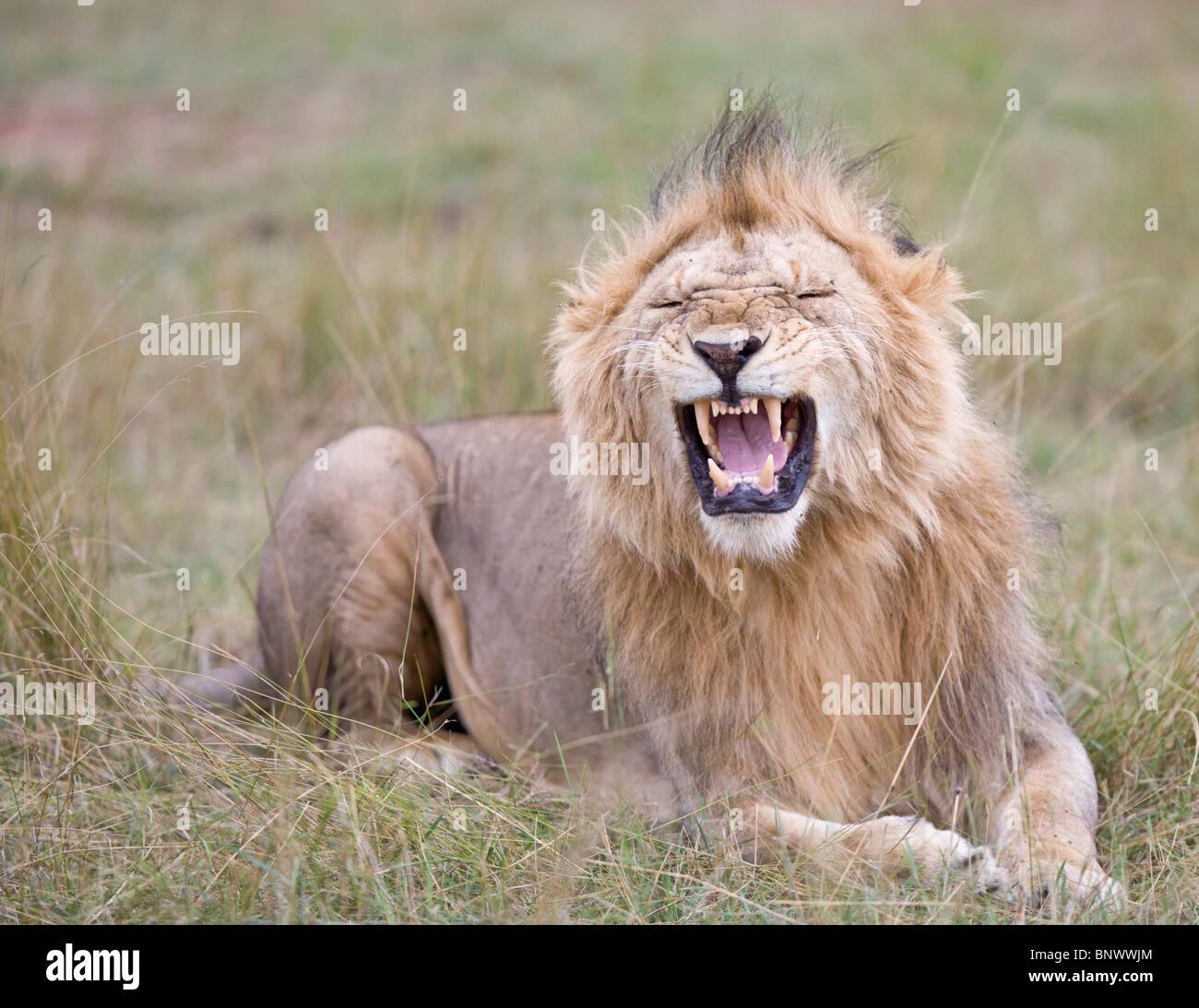 Roaring lion mâle lying on grass,Masai Mara Banque D'Images