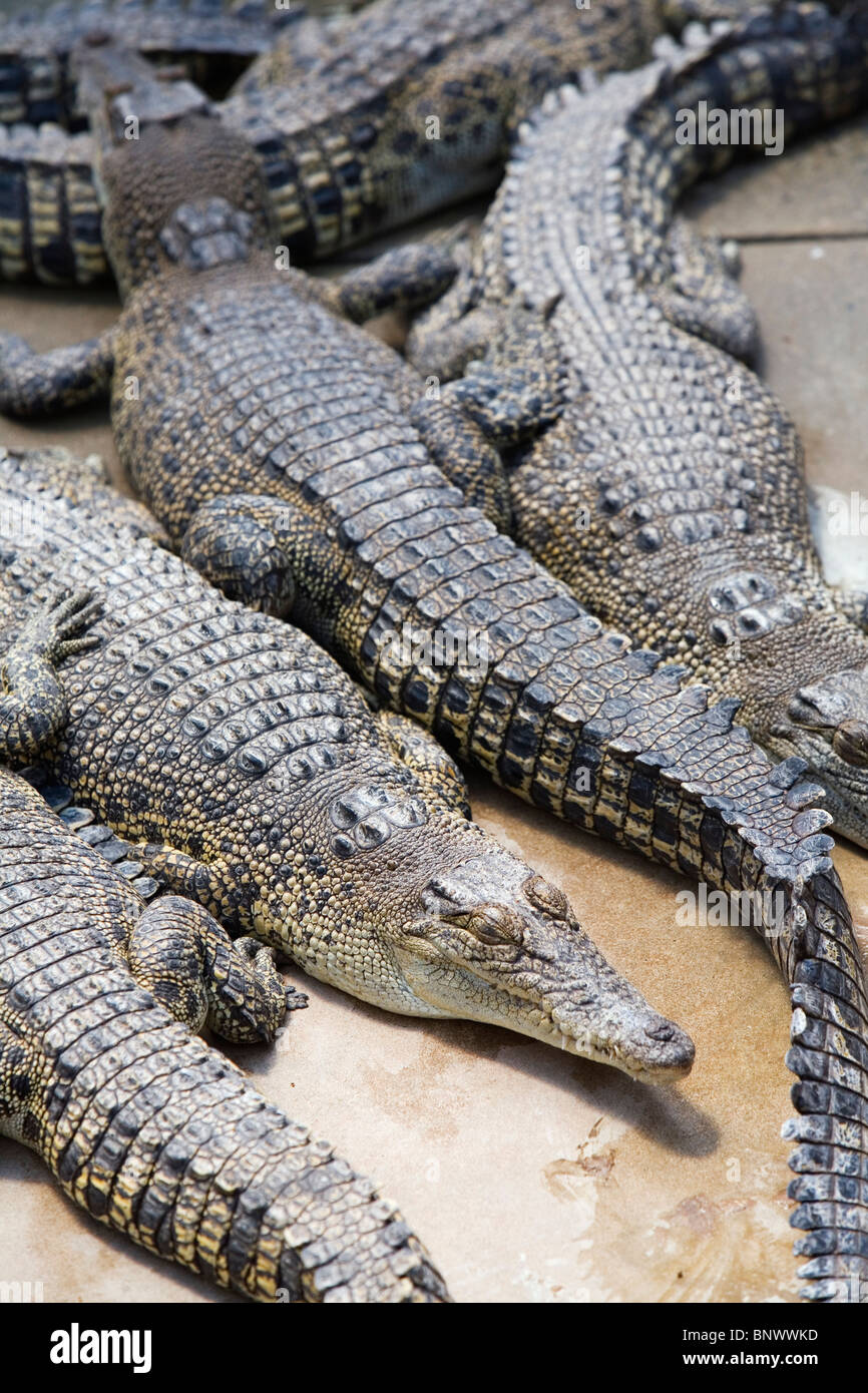 Les crocodiles Crocodylus au Wildlife park. Darwin, Territoire du Nord, Australie. Banque D'Images