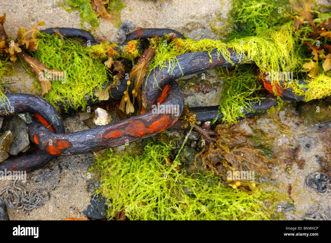 Les algues, à marée basse, les algues, dans l'océan Atlantique. Plantes de l'eau. Banque D'Images