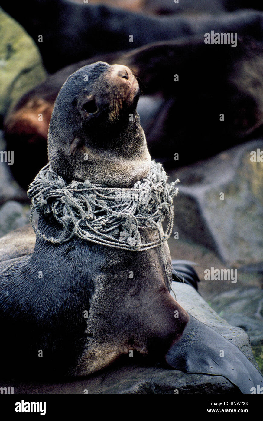 Une otarie à fourrure du Nord empêtré dans un filet de pêche dans la mer de Béring repose sur l'île Saint-Paul, l'une des îles Pribilof, d'Alaska, USA. Banque D'Images
