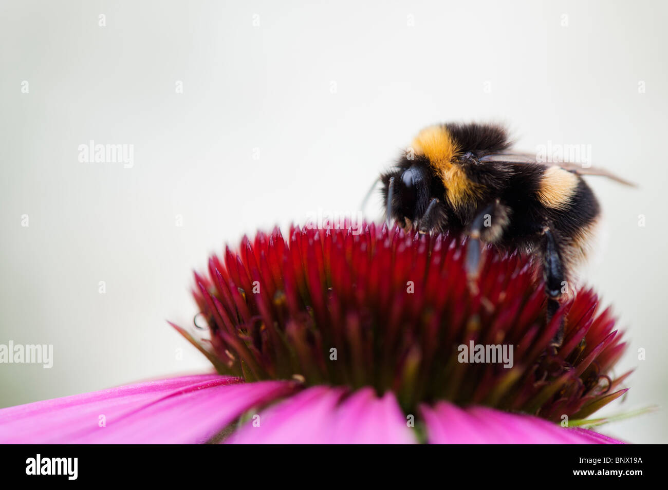 Bourdon, Bombus lucorum, se nourrissant sur une fleur l'echinacea purpurea contre un fond blanc Banque D'Images