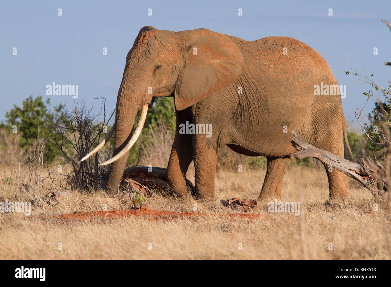 L'éléphant africain (Loxodonta africana) sous la lumière du soir. Banque D'Images